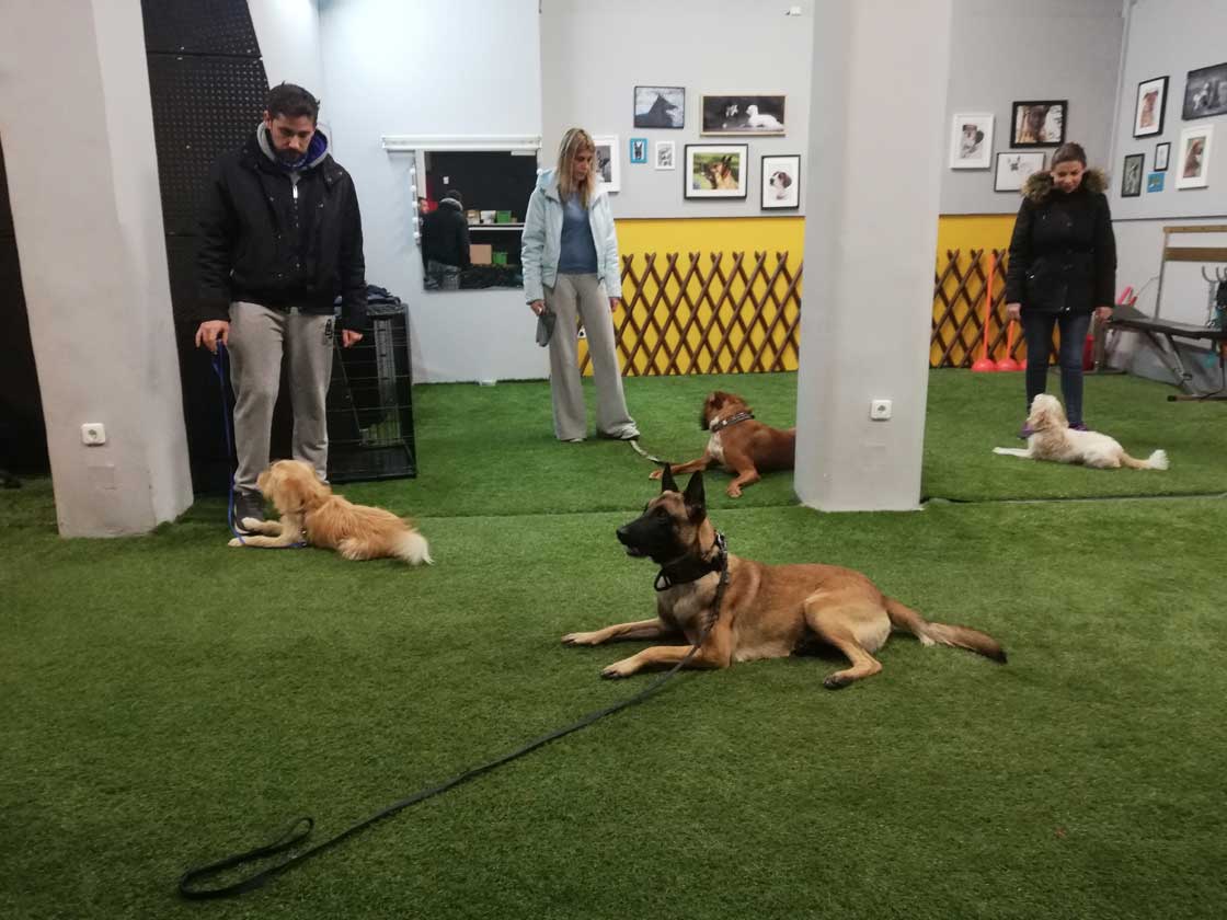 Εκπαίδευση Σκύλων